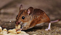 24 Hour & Emergency Exterminators in Solebury, PA
